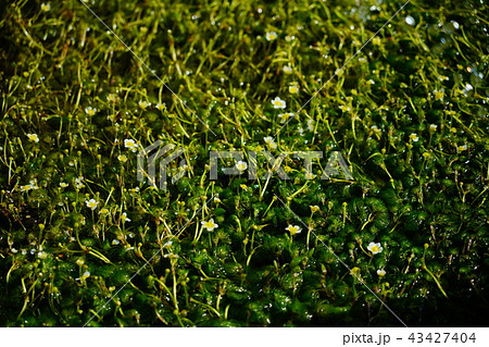 ミシマバイカモの白い花 43427404