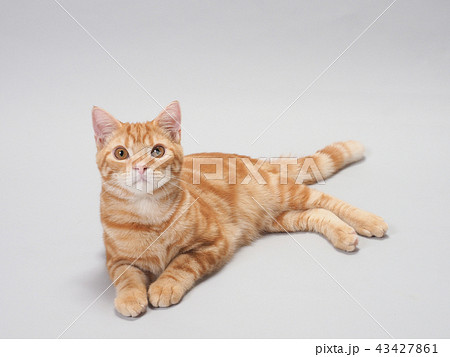 お座りした仔猫 43427861