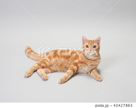 お座りした仔猫 お座りした仔猫 43427863