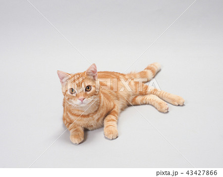 お座りした仔猫 お座りした仔猫 43427866