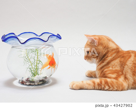 金魚を見つめる仔猫 43427902