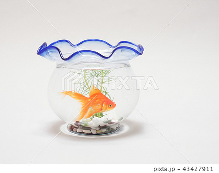 金魚鉢で泳ぐ琉金 金魚鉢で泳ぐ琉金 43427911