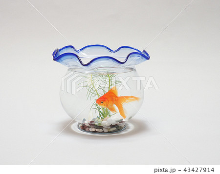 金魚鉢で泳ぐ琉金 43427914