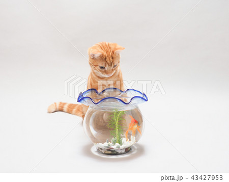 金魚鉢をのぞく仔猫 43427953
