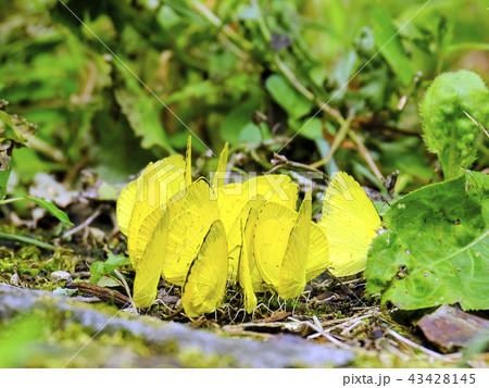 黄色い蝶の群れ 43428145