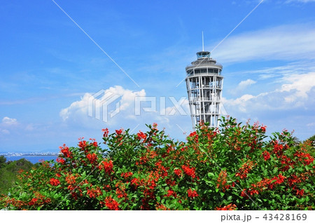 江の島展望灯台シーキャンドルとアメリカデイゴ 43428169
