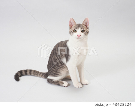 お座りした仔猫 お座りした仔猫 43428224