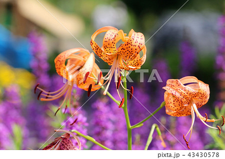 高原のオニユリ 43430578