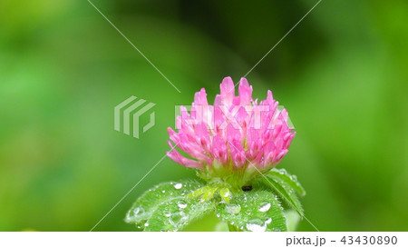 アカツメクサ 43430890