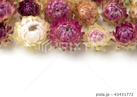 ヘリクリサム 帝王貝細工 ヘリクリサム 帝王貝細工 43431772