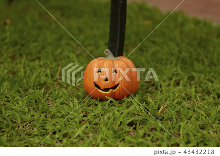 single pumpkin on green grass single pumpkin on green grass 43432218