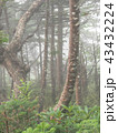 八ヶ岳　森林 43432224