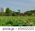 上野公園　不忍池 43432225