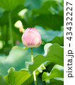 不忍池の蓮 43432227