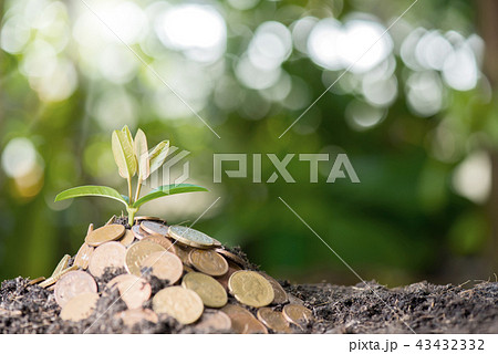 Small plant growing in the garden. Fresh start 43432332