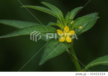自然　植物　チョウジタデ、良く茂った葉の間にまばらに黄色い花。花弁は四枚か五枚だそうです 43432334
