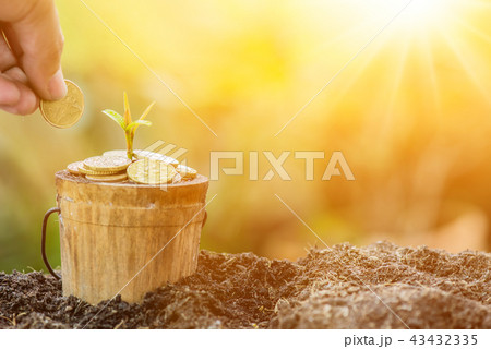 Small plant growing in the garden. Fresh start 43432335