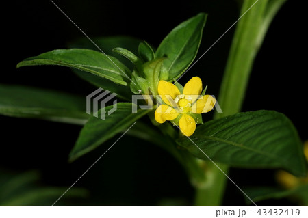 自然　植物　チョウジタデ、秋には葉が赤く色付いてり花の時期より目立つようになります 43432419