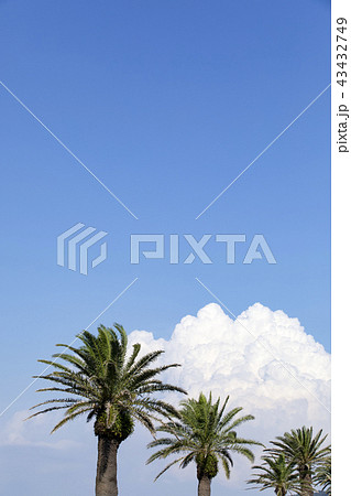 フェニックスと夏の空 43432749