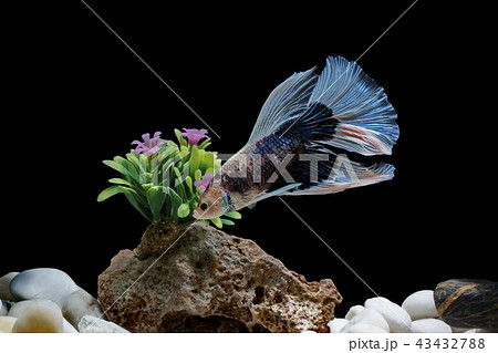 Fighting fish, in a fish tank decorated. 43432788