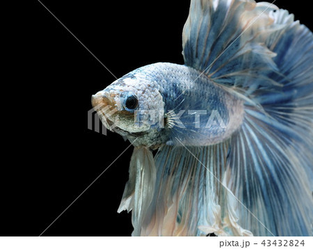Siamese fighting fish, blue fish,black background. 43432824