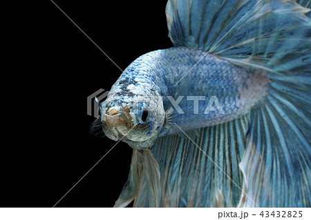 Siamese fighting fish, blue fish,black background. 43432825