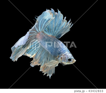 Siamese fighting fish, blue fish,black background. 43432833