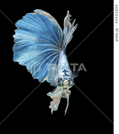 Siamese fighting fish, blue fish,black background. 43432834