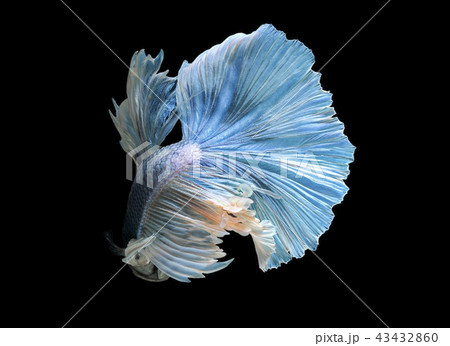 Siamese fighting fish, blue fish,black background. 43432860