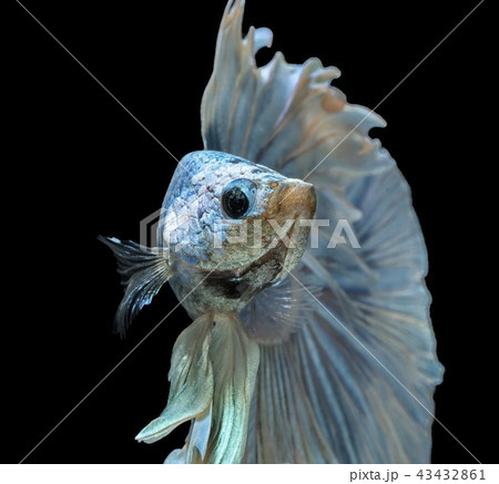Siamese fighting fish, blue fish,black background. 43432861