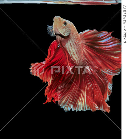Siamese fighting fish, red fish,black background. Siamese fighting fish, red fish,black background. 43432877
