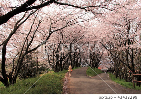 平野井川の桜堤・47（岐阜県安八郡神戸町柳瀬） 43433299