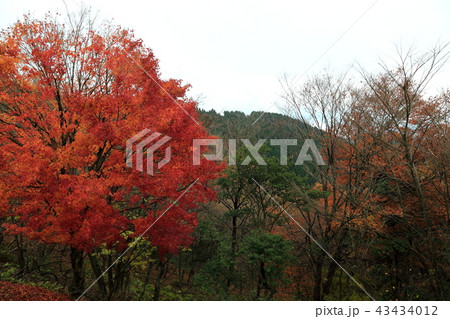 池田山の紅葉・3（岐阜県揖斐郡池田町） 43434012