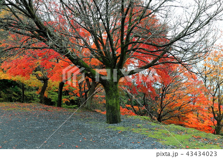 池田山の紅葉・14(岐阜県揖斐郡池田町) 池田山の紅葉・14(岐阜県揖斐郡池田町) 43434023