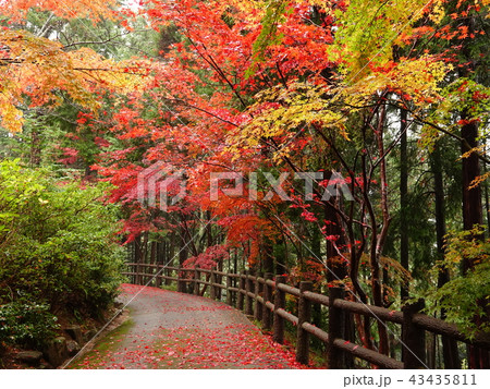 伊賀市の「芭蕉の森公園」へ通じる紅葉と落ち葉の道 43435811