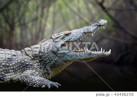 Crocodile in National park of Kenya, Africa Crocodile in National park of Kenya, Africa 43436250