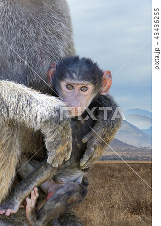 Baby monkey baboon Baby monkey baboon 43436255