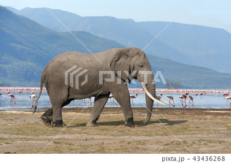 Elephant in National park of Kenya 43436268