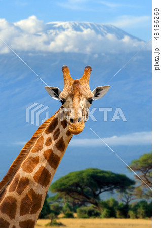 Giraffe on Kilimanjaro mount background 43436269