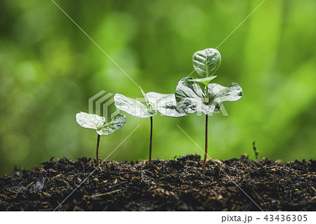 Plant a tree Watering a tree Coffee tree In nature Plant a tree Watering a tree Coffee tree In nature 43436305