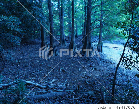 篠栗九大の森 水辺の森 幻想的なラクウショウ 篠栗九大の森 水辺の森 幻想的なラクウショウ 43437076