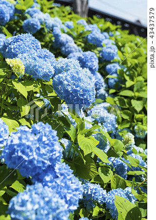 満開のアジサイ 43437579