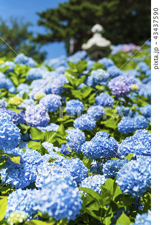 満開のアジサイ 43437590