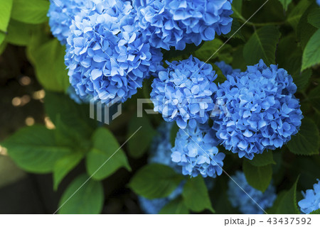 日陰に咲くアジサイ 43437592