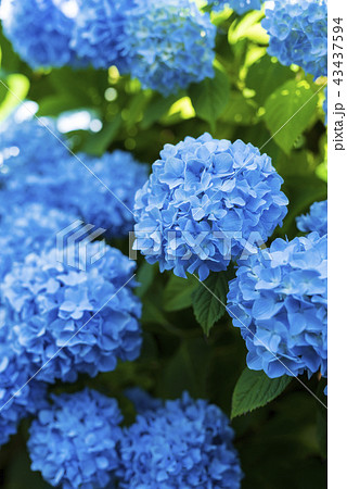 日陰に咲くアジサイ 43437594