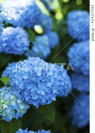 日陰に咲くアジサイの写真素材