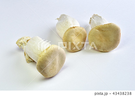 えりんぎ 43438238