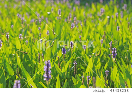 ポンテデリア（長葉水葵） 43438258