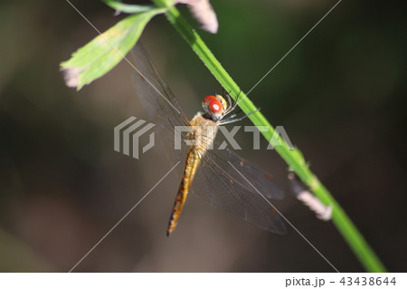 ウスバキトンボ 43438644
