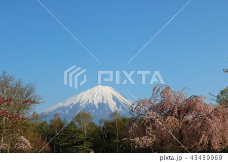 富士山とさくら 43439969